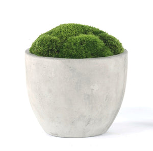 Mood Moss in Concrete- Large