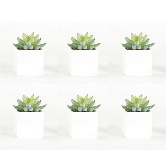 Succulents in White Cube  (Set of 6)