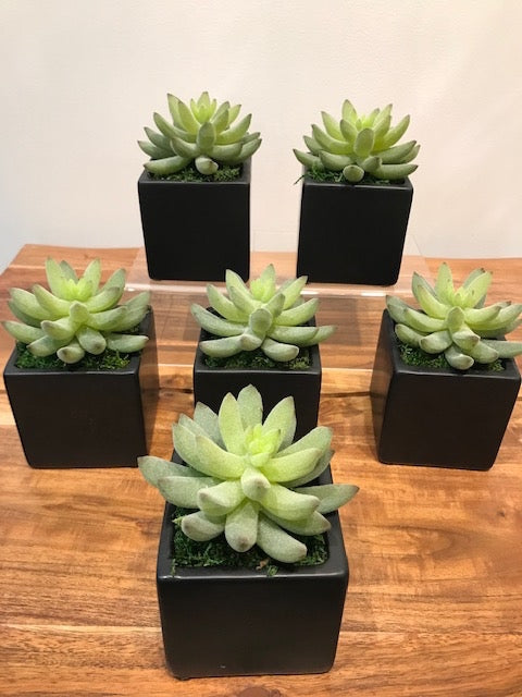 Succulents in Black Cube  (Set of 6)