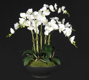 Statement of White Phalaenopsis Orchids