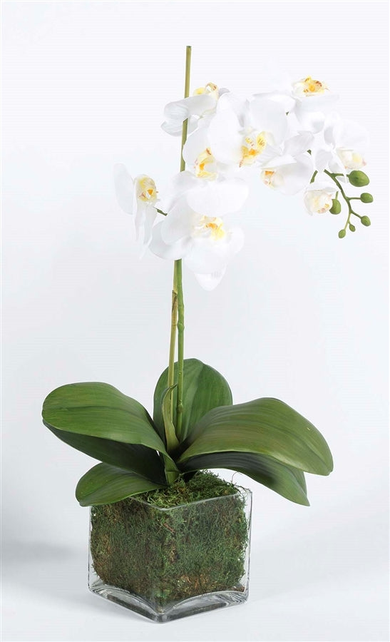Pure White Orchid w/ Moss Accent