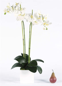 Tallest White Phalaenopsis Orchid in White Cube